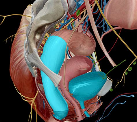 This hd wallpaper female abdominal anatomy pictures has viewed by 1110 users. 5 Facts about the Anatomy of the Pelvic Cavity