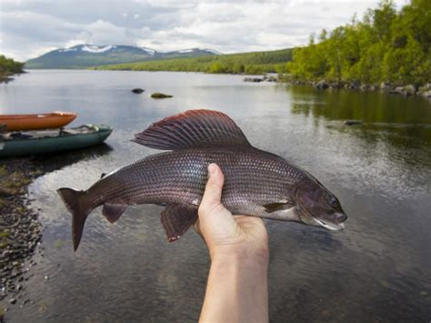 Jenis ikan konsumsi air tawar pedih adalah ikan yang banyak ditemukan habitat asalnya ada di perairan aceh tengah indonesia. Tidak Ragu Lagi Makan Ikan Air Tawar Setelah Baca Ini ...