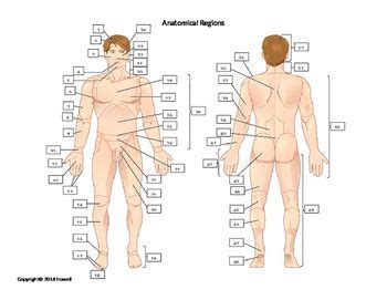The buttocks and shoulder blades are on the 2 body surface; Anatomical Regions Quiz or Worksheet | Medical terminology ...