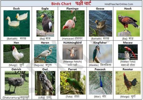 In this article, we look at some of the common birds found in india and their common names.the name of the bird in hindi is in italics and how it would be written in hindi is in parentheses. hindi-charts-for-kids-birds | Charts for kids, Animal ...