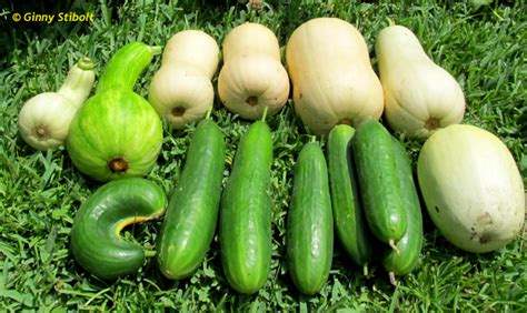 Maybe you would like to learn more about one of these? Green Gardening Matters: Squash family on our menu