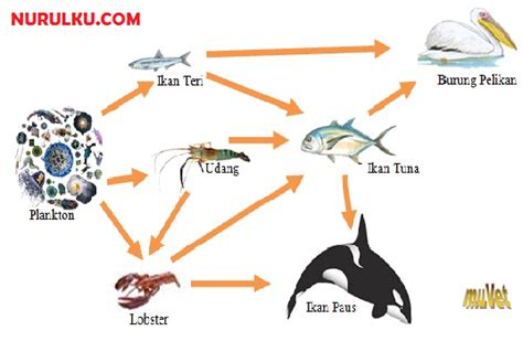 Gambar rantai makanan yang ada di ekosistem. Soalan Sains Tahun 5 Rantai Makanan - Kuora a