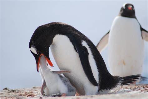 I need to know how deep can an average penguin swim? This Gentoo penguin is wondering if someone can turn on ...