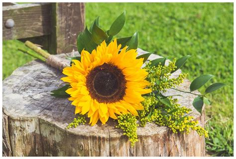 These fragrant flowers come in a range of colors including white, yellow, orange, pink, red and purple and some include markings such as spots or brush strokes. Single stem as bridesmaids bouquet in sunflowers-utilizing ...