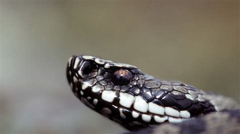 Huggorm, buorm, and slettsnok are the main snake species that you will find in norway. Huggorm | Nordens Ark