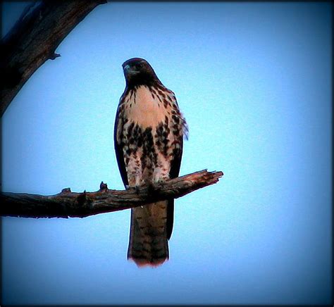 You will most probably be. Pin by Laura Klotz on Hawks | Bald eagle, Hawk, Animals