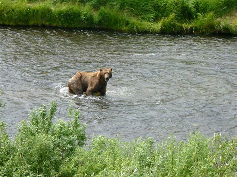 The alaska peninsula brown bear or peninsular grizzly is a colloquial nomenclature for a brown bear that lives in the coastal regions of southern alaska, although according to other sources, it is a population of the mainland grizzly bear subspecies (ursus arctos horribilis), or the kodiak bear subspecies (u. OUTPOST Camp Season Summary, 2017