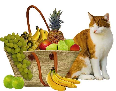 Sure they can, we, zarathustra the cat answer on this very important question. Top 10 Strange Foods that Cats Can Eat | Unusual and ...