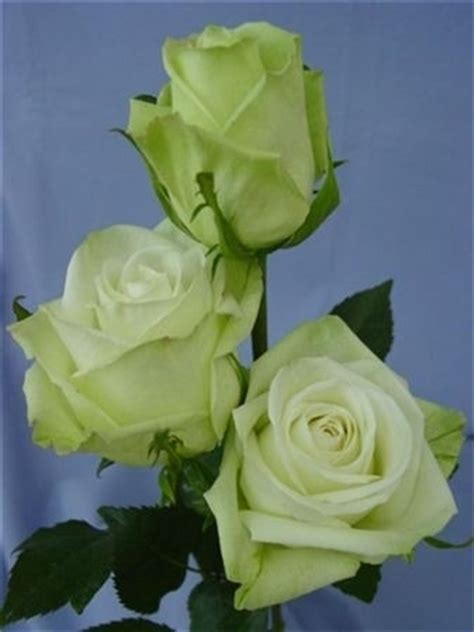 Ecuador rosen zum kleinen preis. Rosen,Ecuador,grün-weissBlümchen Floristik,Versand für Blumen
