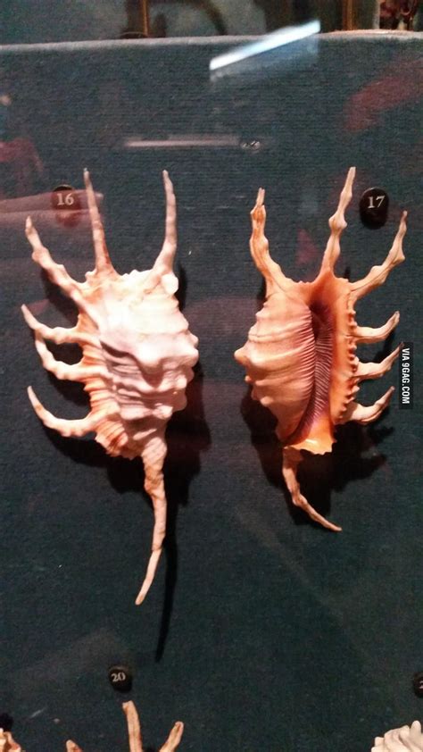 4,410 users · 27,533 views from complex.com · made by whothehellismichael. Scorpio Conch shells look like face sucker aliens - 9GAG