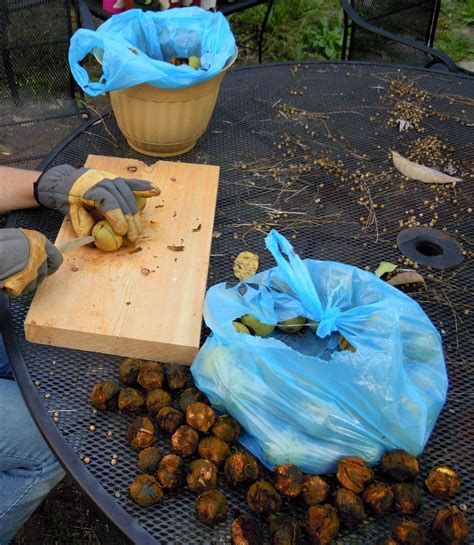 I've found spotty references that suggest that black walnut hull extracts the hull themselves are very staining, so much so that black walnut has been used historically as a wood stain, natural ink and hair dye. The Inconsequential Blogger: Hulling walnuts for dye