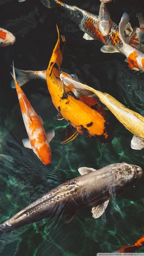Live wallpapers are the animated and the usage of these live wallpapers is very similar to the usage of most android applications, because they make use of mobile network and gps. 4k Fish Mobile Wallpapers - Wallpaper Cave
