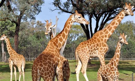 Find the perfect dubbo zoo stock photos and editorial news pictures from getty images. National Griffos Vacation Continues: Dubbo Zoo - Part Two....