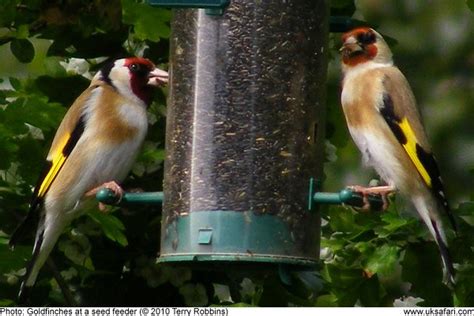 Plant natural food sources and vegetation. 7 Tips to Attract Goldfinches to Your Garden - UK Safari ...