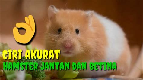 Gambar gambar ciblek jan tan dan betina : Cara membedakan hamster jantan dan betina - YouTube