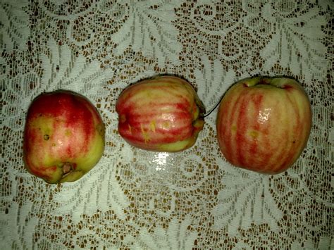 Jambu or jumbu may refer to: jambu liar | Fruit, Jambu, Apple