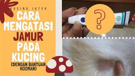 Cara Mengatasi Jamur pada Kucing (Pakai Obat Hooman ...