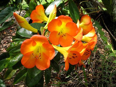 Shop the best selection for uv protected and water resistant fake outdoor plants at afloral.com. Gorgeous tropical flowers ... what are they?? | Beautiful ...