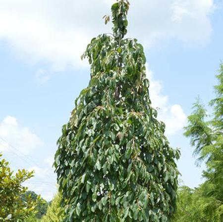 Shorter variety of persimmon growing to only 10' tall. 12 Columnar Trees You Must Grow | Epic Gardening