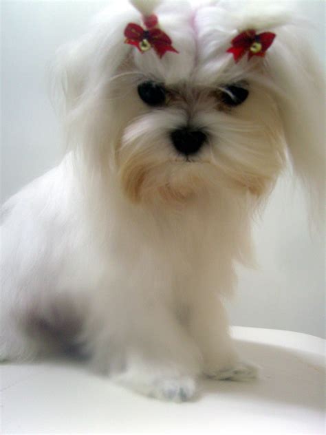 Scroll down this very long page. WP images: Havanese puppies, post 5