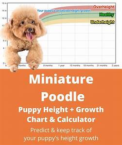 Miniature Poodle Height Growth Chart How Will My Miniature