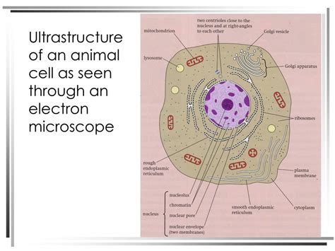 With a light microscope you can see several structures inside the cell. PPT - Structure of plant and animal cells under an ...