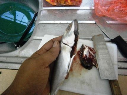 As salam, hari ni budak kampung akan menunjukkan cara yang paling mudah untuk menyiang ikan keli liar. PAKTAM2U: Siang Ikan Kembung 5 Saat