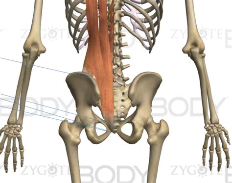 Bend forward at the hips bringing the kettlebell to the floor while you slightly bend your knees and keep your back straight. What are your core muscles? How to strengthen your core ...
