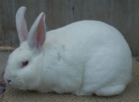 New zealand purebred red rabbit on white cloth. New Zealand. | Rabbit breeds, Raising rabbits