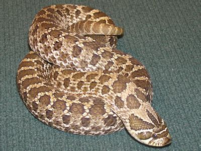 Snakes, in general, can look scary and surely is not for the faint of heart but through if you are planning to have a hognose snake as your pet, you should make sure that you are really capable of handling such reptile. Hognose Snakes For Sale. Find a Pet Hognose Snake at ...