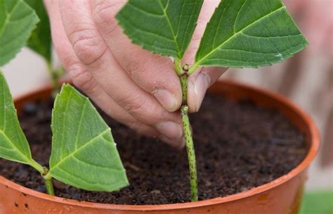 Make sure the cactus cutting is deep enough that it does not fall over. Ultimate Guide To Homemade Rooting Hormones ...