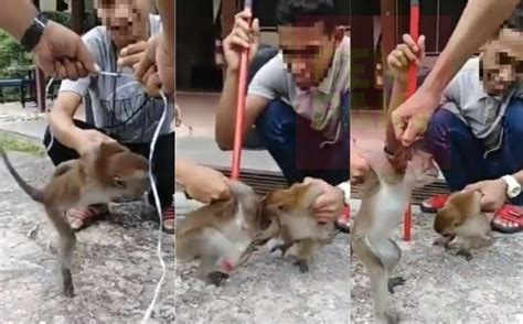 Kes pembuangan bayi semakin meningkat di malaysia. Lagi Kes Dera Haiwan, Netizen Berang Remaja Aniaya Monyet ...
