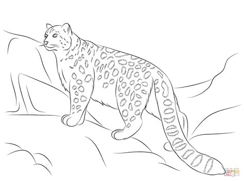 Download and print these snow leopard coloring pages for free. Clouded Leopard Coloring Page at GetColorings.com | Free ...