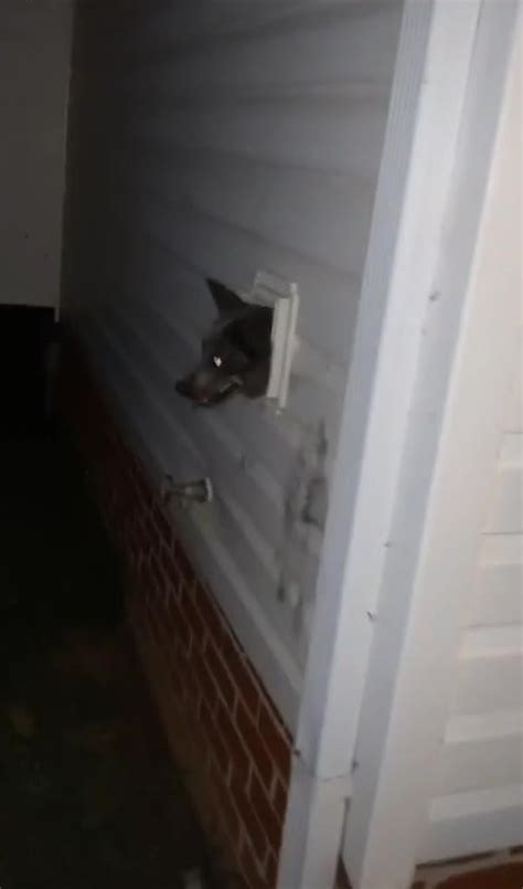 The dryer vents don't get super hot normally. Dog Chews Through Drywall And Gets Head Stuck In Dryer ...
