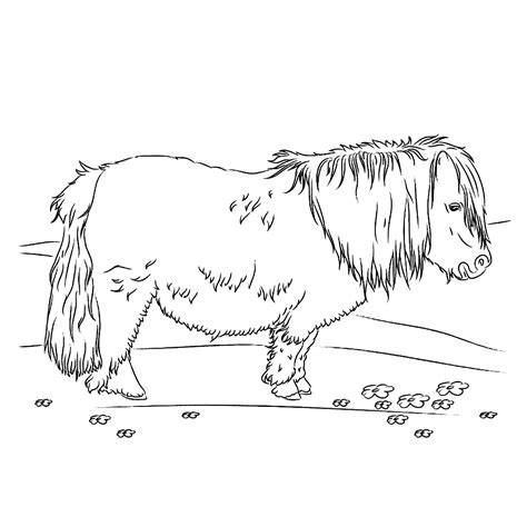 925 x 1024 jpg pixel. Leuk voor kids - Shetlander