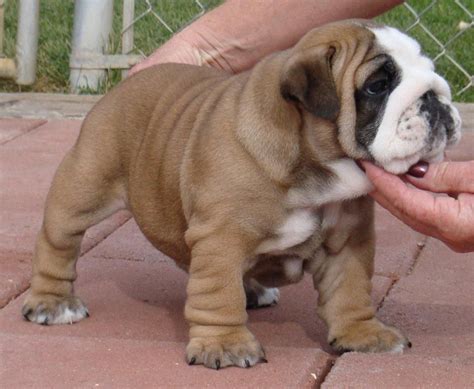 Extremely loyal to his family, the english bulldog typically gets on agreeably with other animals and has a particular fondness for children. Old English Bulldog Puppies For Sale Near Me Craigslist ...