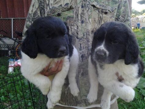 We take pride in breeding newfoundland puppies michigan with the utmost care and putting our dogs health first. Gorgeous Newfoundland-Poodle Puppies! for Sale in Stanton ...