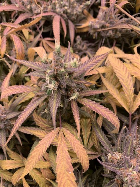 Ill make sure i share my experiences with it here. Tap Out (de Jinxproof Genetics) :: Info de Variedad