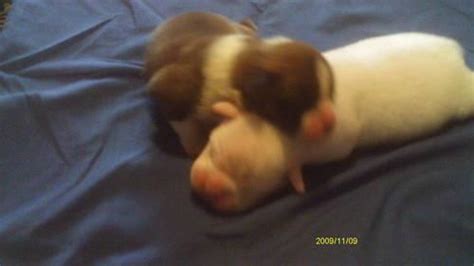 Beautiful ckc brindle male boxer puppy born december 21st looking for his forever home. BOXER PUPPIES for Sale in Canton, Ohio Classified ...