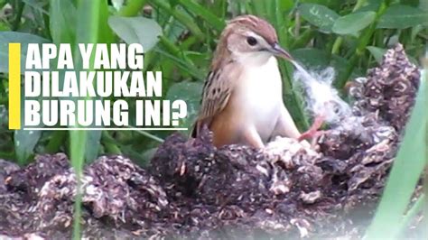 Vidio suara cici padi betina / perbedaan ciblek sawah jantan dan betina extra : Vidio Suara Cici Padi Betina - burung cici padi(salome) | Doovi - Suara cici padi vs prenjak ...