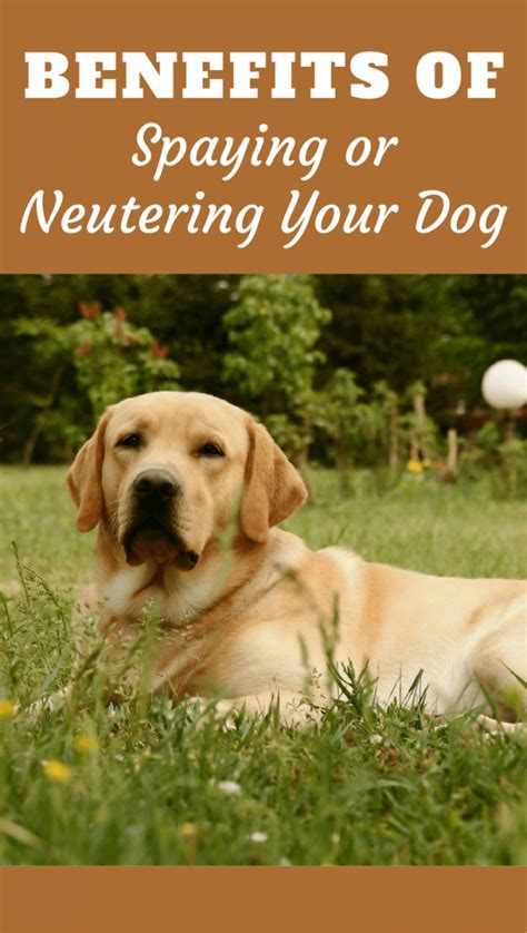 Neutering probably will calm him down to some degree, but as evie said, training is the best course of action, and you must establish yourself as top dog. Why Spay or Neuter your Dog? What are the Benefits? | Dog ...