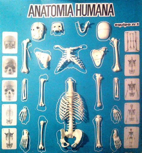 Descargar ebooks gratis para llevar y leer en cualquier lugar. Libro Escuela De Dibujo De Anatomia Humana Descargar ...