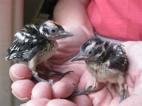 It chips and probes for insect eggs, larvae. baby downy woodpeckers | Baby downy woodpeckers. Their tree … | Flickr