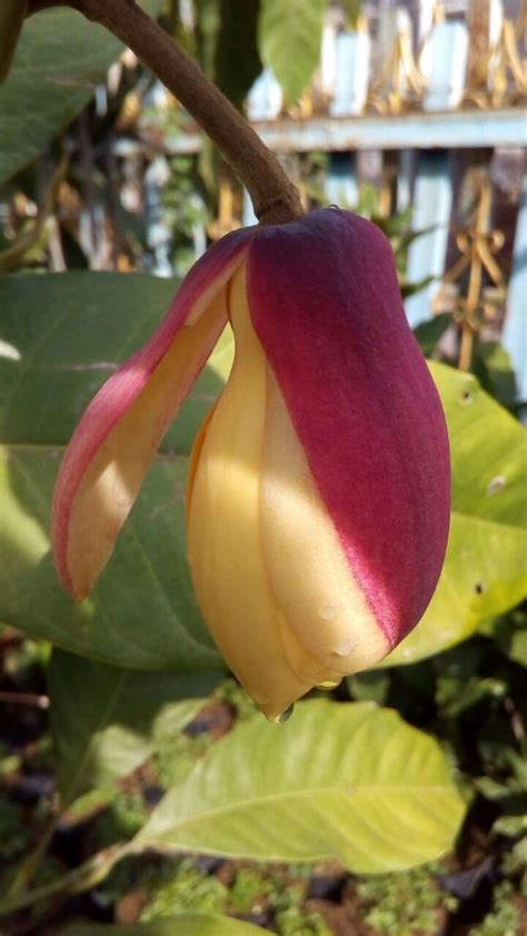 Tumbuhan semusim yang berasal dari amerika tropik bagian utara. Jual tanaman bunga magnolia kelopak merah langka - Kota ...