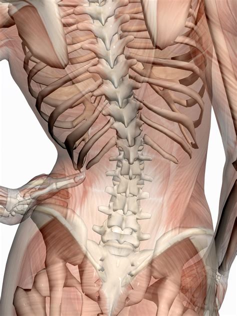 Fever as a symptom of infectious diseases. Pelvis out of alignment: Why is this important ...