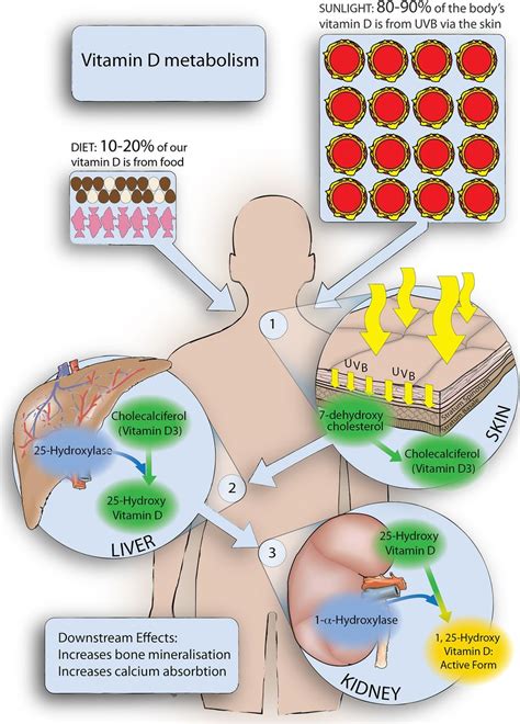 Sun exposure is an easy. Vitamin D supplementation | Practical Neurology