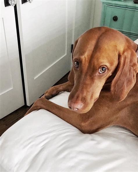 Dexter was brought up from west virginia to the shelter we adopted him from. puppy eyes #louisetheviz #vizsla | Vizsla puppies, Vizsla ...