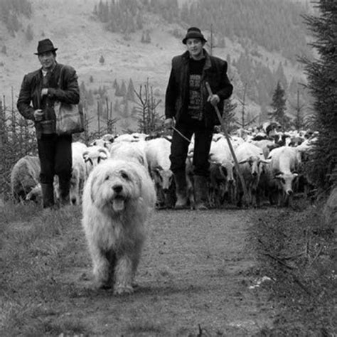 Check spelling or type a new query. Romanian Mioritic Shepherd Dog Dog Breed Information ...