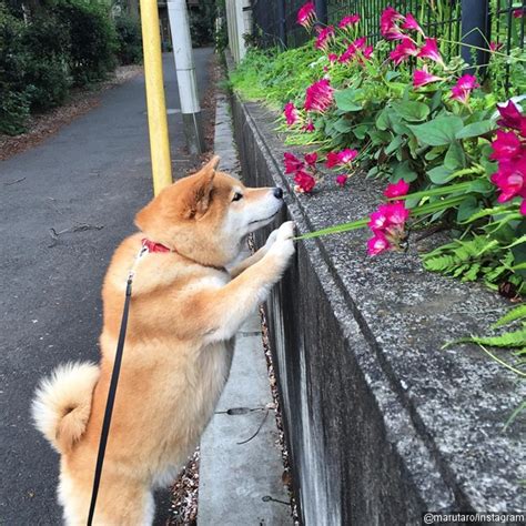 Tidak sedikit ras anjing mini berkepribadian kuat. Foto Anjing Ras Shiba Inu Banyak Ditemui di Jepang - Foto ...