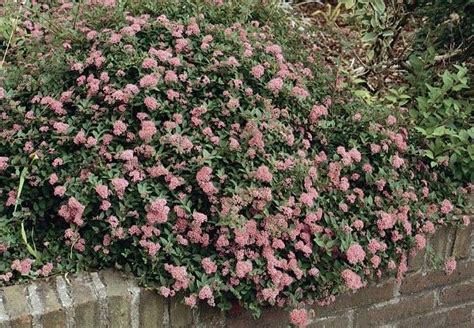 Azalea japonica hardy spring flowering shrub in litre pot. Pin on Let it Bloom